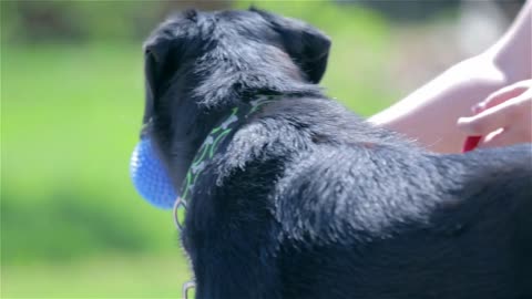 Cute dog on a sunny day standing next to owner with blue ball toy in mouth