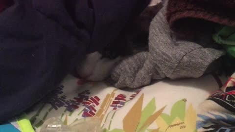 Black and white cat hiding under laundry pops out to reach for hanger