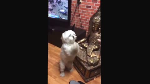 CUTEST PUPPIES dance