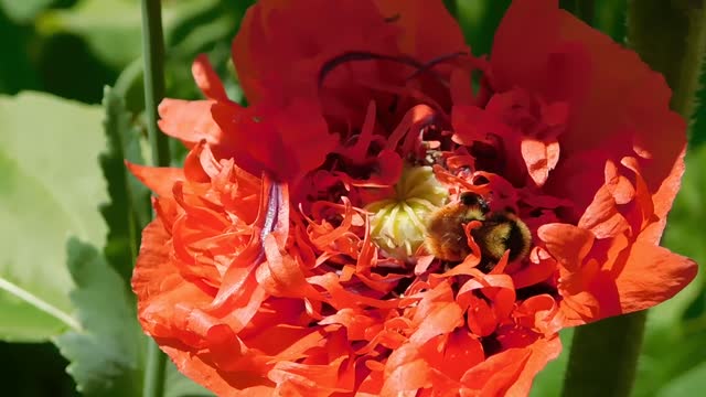 the scene of a honey bee pressing on the pistil to absorb honey