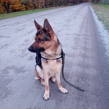 Service dog Virgil compilation