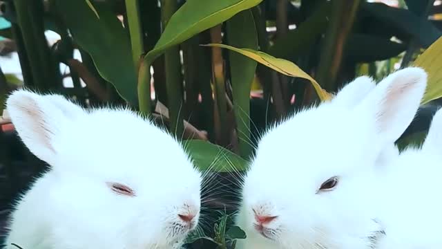 Rabbits Resting On A Pot With A Plant