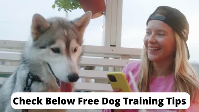 Free Dog Training PDF Guide