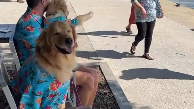 Today I took 2 golden retrievers to the lake to play