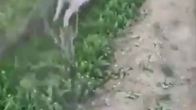 Sheep Gets Unstuck Then Immediately Stuck Again