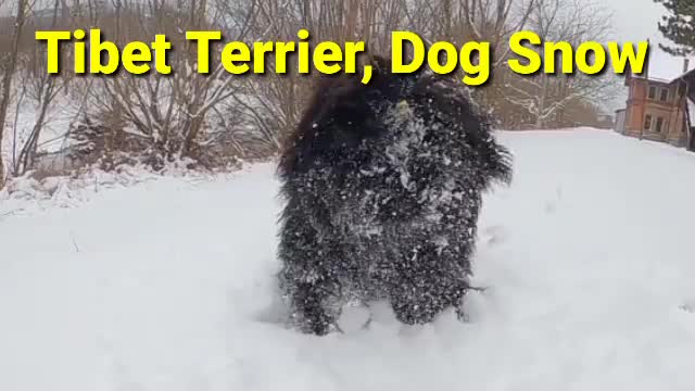 Tibet Terrier, Dog Snow