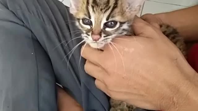 Kucing hutan/macan akar