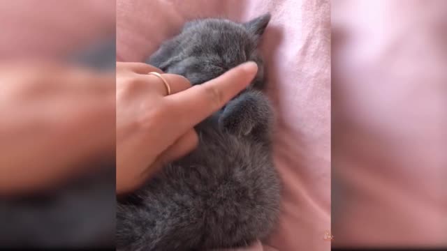 Baby Cats - Cute and Funny Cat Videos Compilation