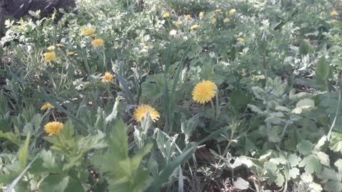 Yellow dandelions