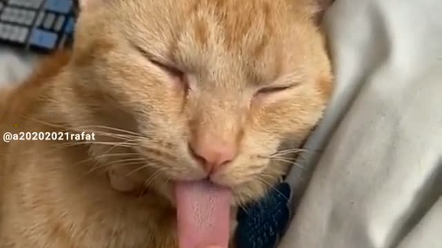 Video is Cate of very funny