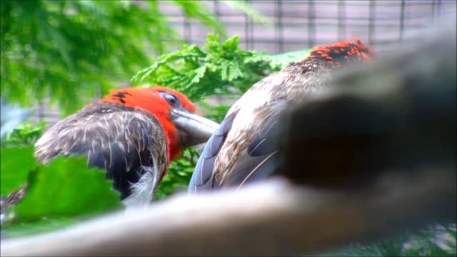 Brown-Breasted Barbets 2-birds