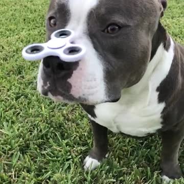 Perro balancea un Fidget Spinner en increíble cámara lenta
