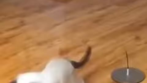 Funny Pet | Try Not To Laugh To These Pet