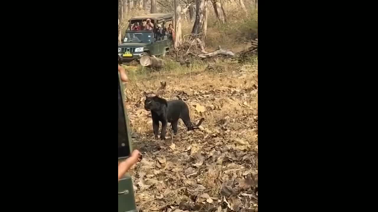 Rare Shots Emerge Of Black Panther Lurking In Wild