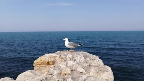 The seagull yawns.