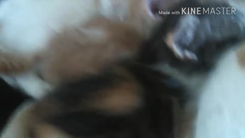 Funny Kitten Try Not To Laugh