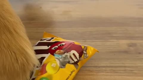 ack With Candy M & M🍭🍫 #shorts #lifehack #tonnythechefdog #dog