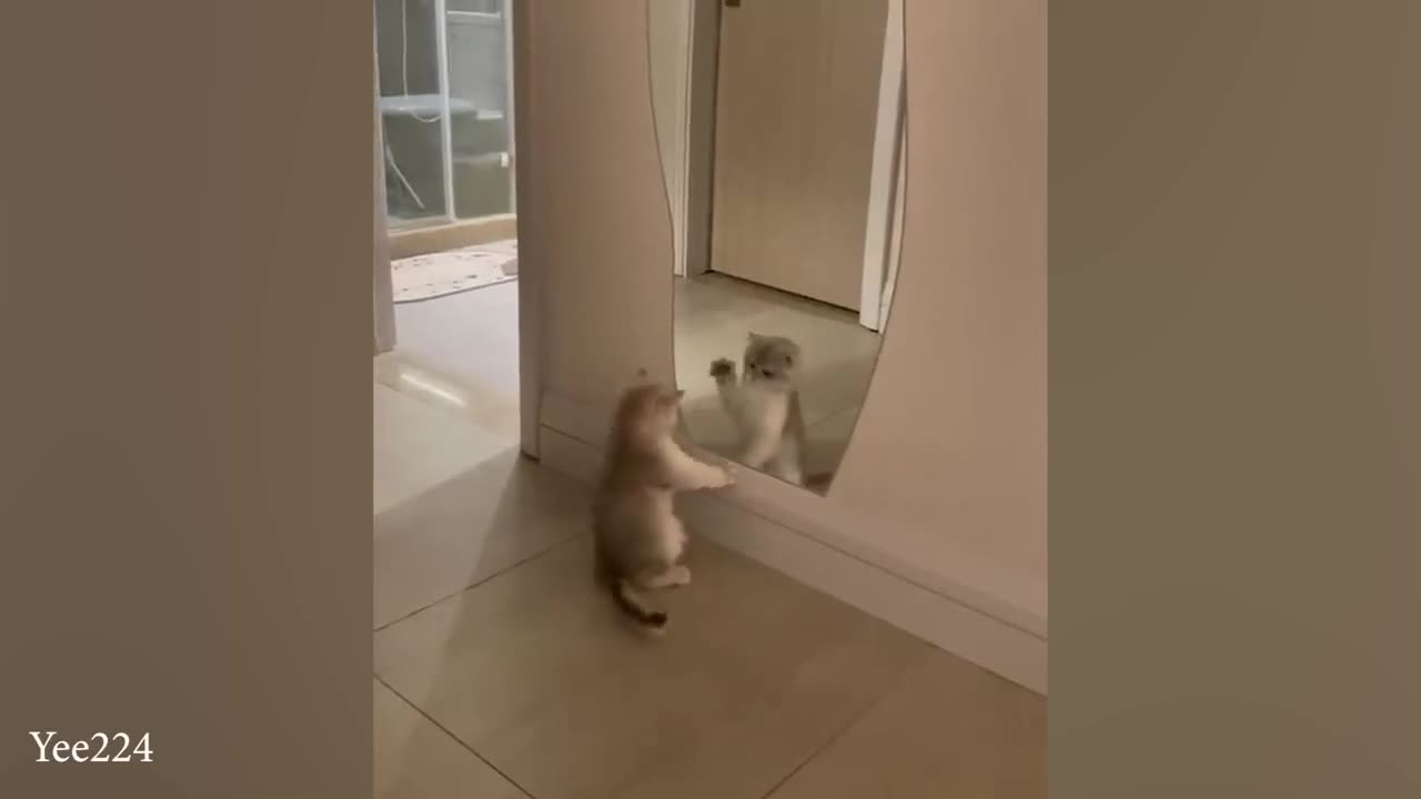 Funny cat video