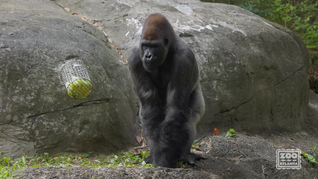 Gorilla Egg Hunts at Zoo Atlanta