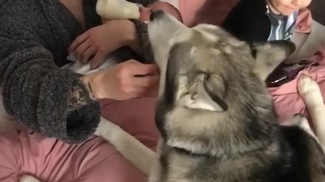 Lovely dog is man's best friend