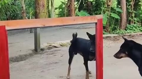 Doug Funny video