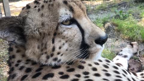 Have You Ever Heard a Cheetah Purr?