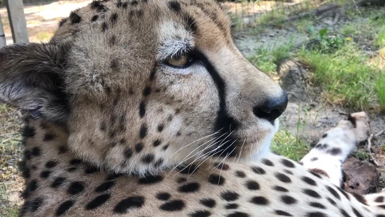 Have You Ever Heard a Cheetah Purr?