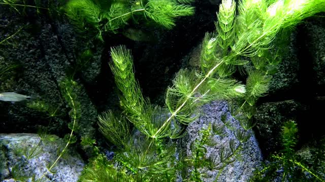 Fish on the bottom of the sea, a very beautiful view