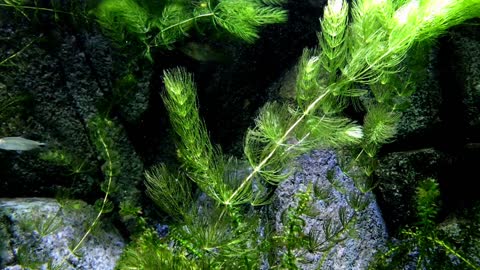 Fish on the bottom of the sea, a very beautiful view