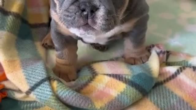 If you don't feed me, I'll bite you