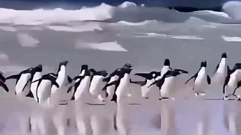 The penguin sees the danger and runs away