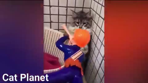 Cute and funny cat moments❤️