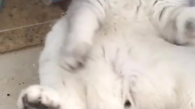 A cute and naughty kitten