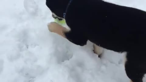 Shiba inu Puppy playing in snow with owner