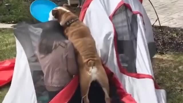 How much this dog likes to play Frisbee