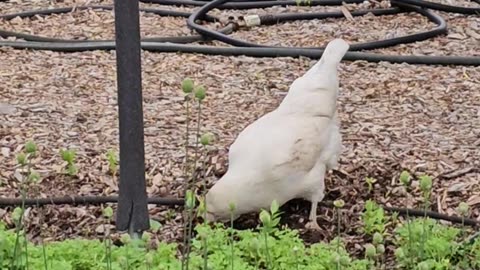 OMC! I LAID AN EGG & WHITEY LOVES WORMS! #chickens #egglaying #worms #backyardchickens #shorts