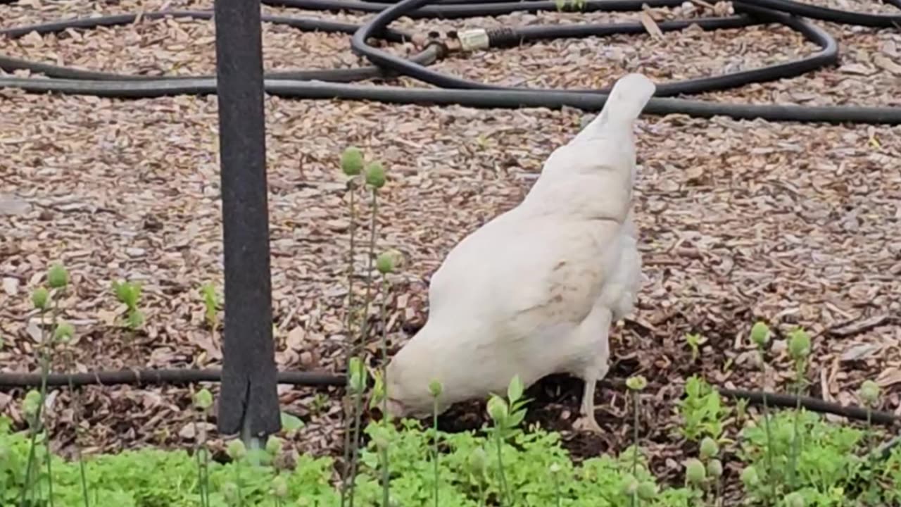 OMC! I LAID AN EGG & WHITEY LOVES WORMS! #chickens #egglaying #worms #backyardchickens #shorts