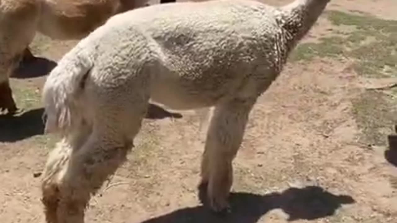 Animal and Human