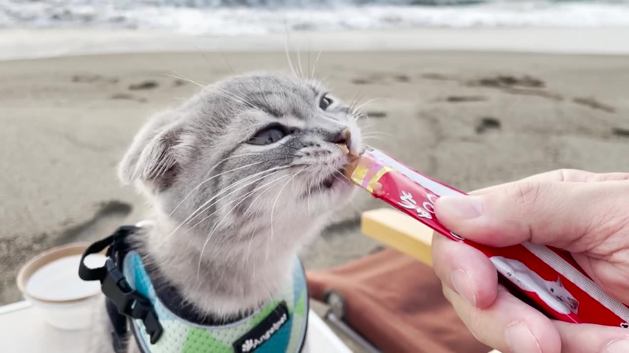 kitten attacked by a giant cow during a walk