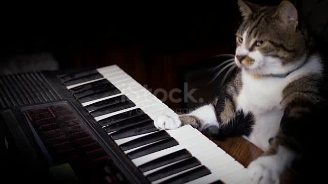 musician cat