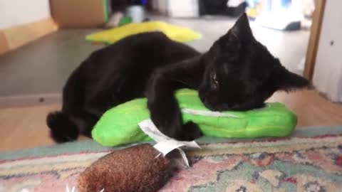 Kitty Absolutely Loves Playing With Her Hilarious New Toy