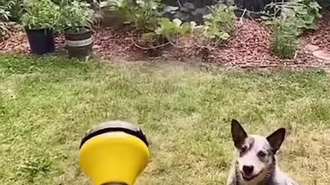 Funny 🤣🤣🤣😂😂 Dogs 🐶🐕 video