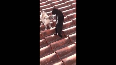 Kumpulan video lucu kucing dan anjing