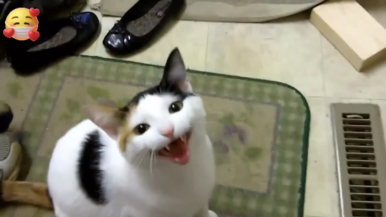 Funny cats that will make you die laughing