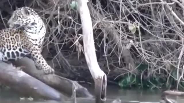 Animal advanture