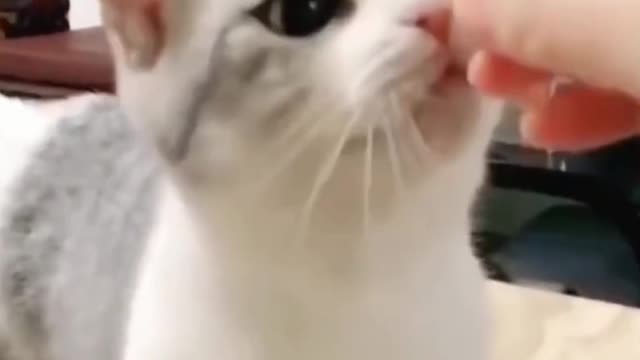 Cute and happy Kitten learning how to ask for food by ringing a bell - smart kitten