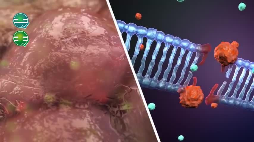 DNA Damage Response