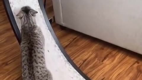 Cat learns how to use exercise wheel, and another cat tries to help.