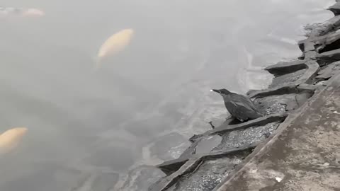 One smart green heron. Using bread as bait to catch fish