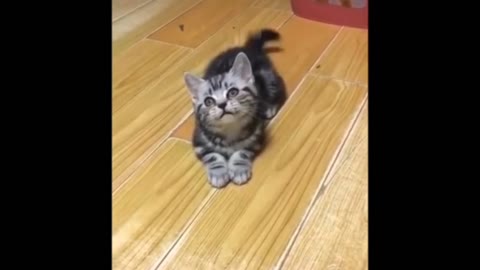 Cute and funny cat videos to make you smile! 🐱🐈